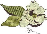 magnolia